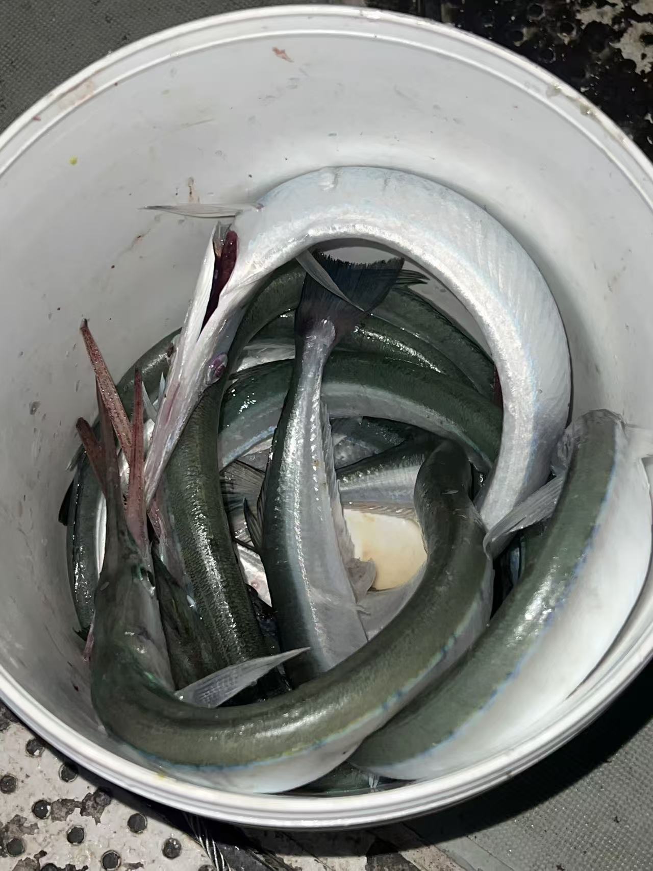 Fresh fish catch