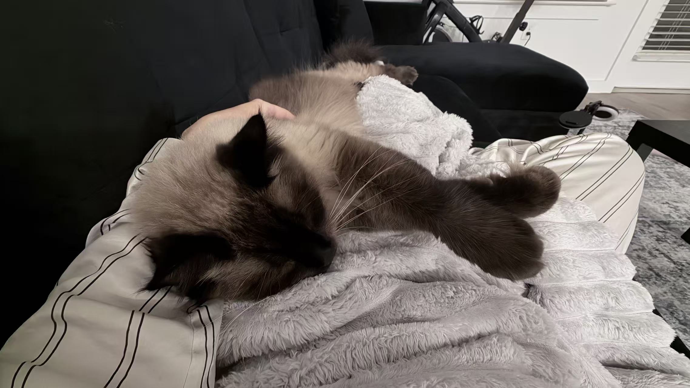 Simon the cat resting
